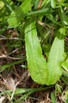 Spoon-leaf purple everlasting